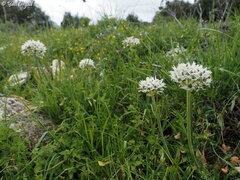 Allium meronense