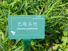 Dianthus palinensis