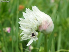 Allium meronense