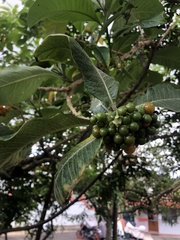 Iochroma arborescens