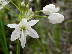 Allium trifoliatum