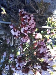 Erica ericoides
