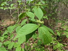 Viburnum wrightii