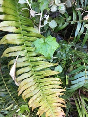 Blechnum punctulatum punctulatum