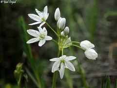 Allium trifoliatum