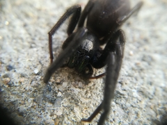 Segestria florentina