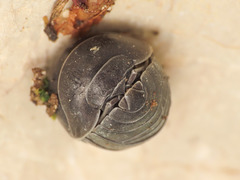 Armadillidium furcatum