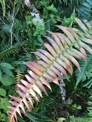 Blechnum punctulatum punctulatum