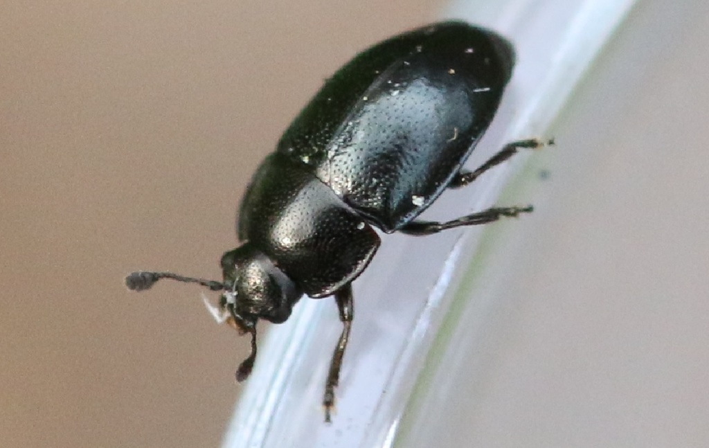 Brassicogethes humerosus