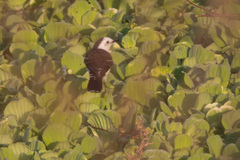 Fluvicola albiventer