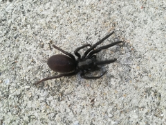 Segestria florentina