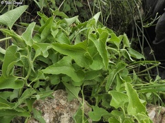 Aristolochia paecilantha
