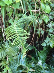 Blechnum punctulatum punctulatum