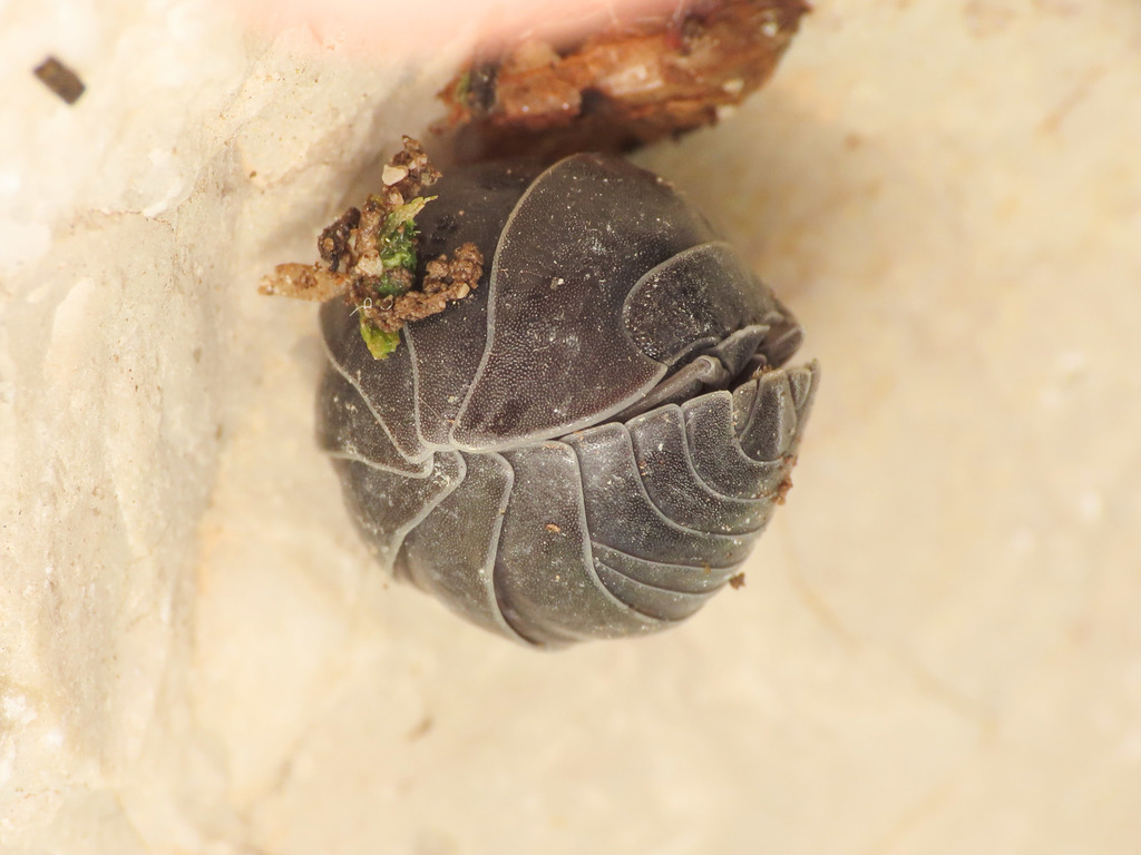 Armadillidium furcatum
