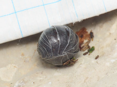 Armadillidium furcatum