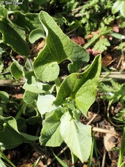 Aristolochia paecilantha