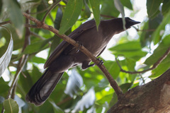 Cyanocorax cyanomelas