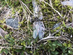 Williamsonia lintneri