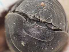 Armadillidium furcatum