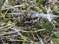 Williamsonia lintneri