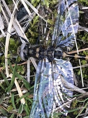 Williamsonia lintneri