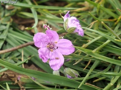 Erodium acaule