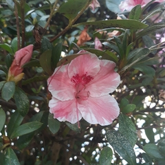 Rhododendron