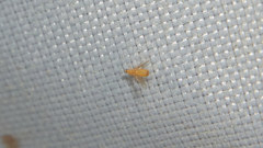 Frankliniella