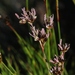 Juncus nevadensis - Photo (c) James Bailey,  זכויות יוצרים חלקיות (CC BY-NC), uploaded by James Bailey