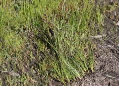 Juncus nevadensis