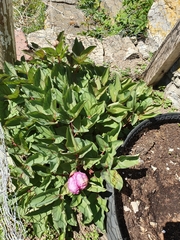 Paeonia mascula