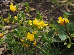 Lotus longisiliquosus