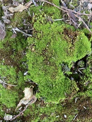 Leucobryum albidum