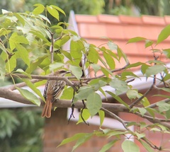 Myiodynastes maculatus