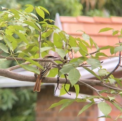 Myiodynastes maculatus