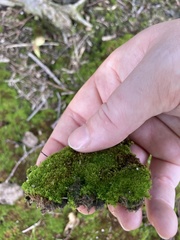 Leucobryum albidum