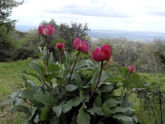 Paeonia mascula