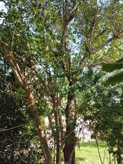 Erythrina crista-galli