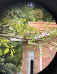 Myiodynastes maculatus