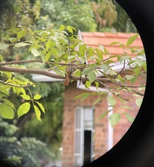 Myiodynastes maculatus