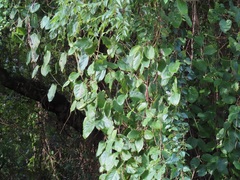 Mondia whitei