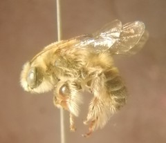 Melissoptila tandilensis