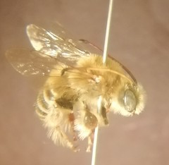 Melissoptila tandilensis