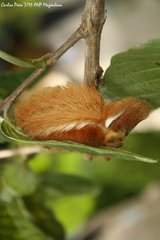 Megalopyginae