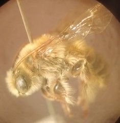 Melissoptila tandilensis