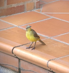 Machetornis rixosa