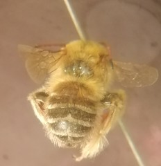 Melissoptila tandilensis