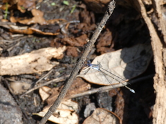 Lestes vidua