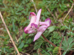 Corydalis densiflora