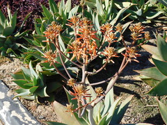 Aloe × schimperi